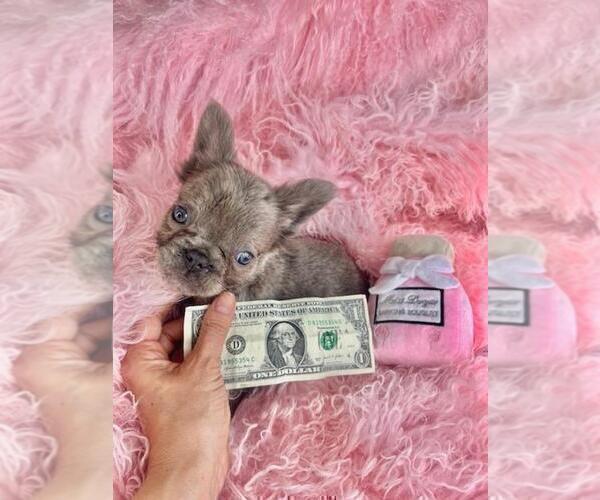 Medium Photo #15 French Bulldog Puppy For Sale in TAMPA, FL, USA