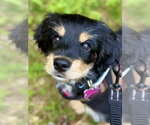 Small Cavalier King Charles Spaniel Mix