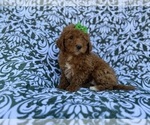 Small #1 Cavapoo (Miniature)