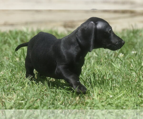 Medium Photo #3 Dachshund-Unknown Mix Puppy For Sale in Mechanicsburg, PA, USA