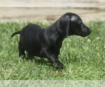 Small #2 Dachshund Mix