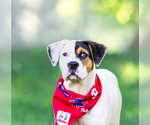 Small Labrador Retriever Mix