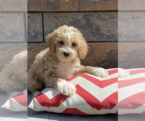 Maltese-Poodle (Toy) Mix Puppy for sale in SENECA FALLS, NY, USA