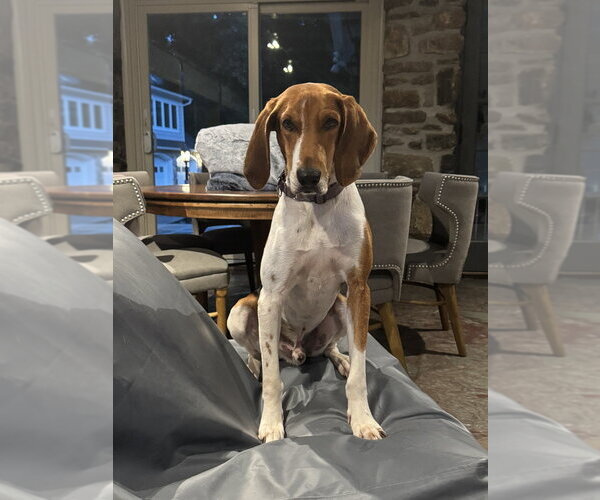 Medium Photo #8 Treeing Walker Coonhound Puppy For Sale in Brewster, NY, USA