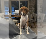 Small Photo #8 Treeing Walker Coonhound Puppy For Sale in Brewster, NY, USA