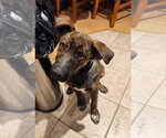 Small #1 Mutt