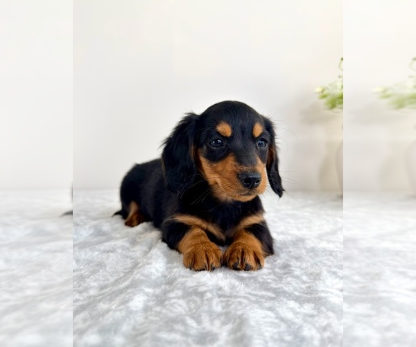 Medium Photo #6 Dachshund Puppy For Sale in GREENFIELD, IN, USA