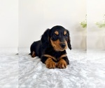 Small #5 Dachshund