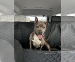 Small Photo #1  Puppy For Sale in , 