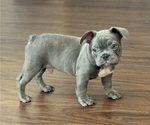 Puppy CLYDE French Bulldog