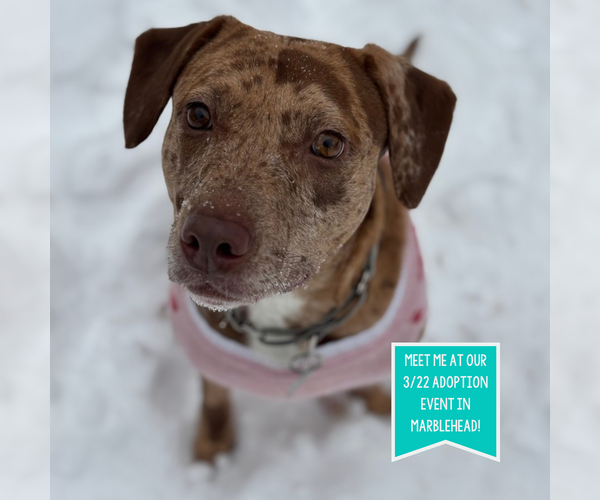 Medium Photo #5 Catahoula Leopard Dog-Unknown Mix Puppy For Sale in Boston, MA, USA