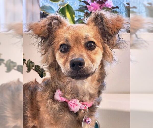 Medium Photo #3 Dameranian Puppy For Sale in Tustin, CA, USA