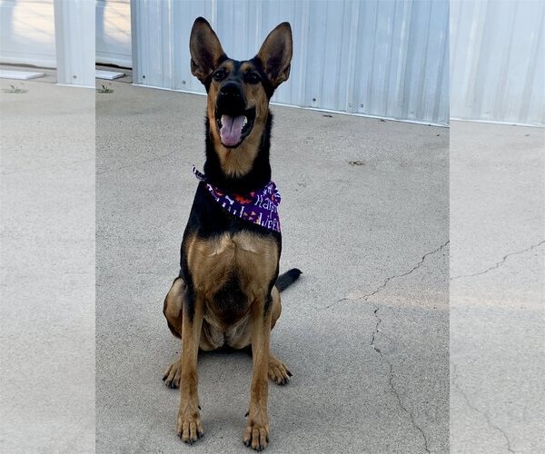 Medium Photo #1 Doberman Pinscher-German Shepherd Dog Mix Puppy For Sale in Spring, TX, USA
