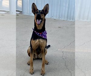 Doberman Pinscher-German Shepherd Dog Mix Dogs for adoption in Spring, TX, USA