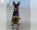 Small Photo #1 Doberman Pinscher-German Shepherd Dog Mix Puppy For Sale in Spring, TX, USA