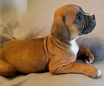 Small Photo #5 Boxer Puppy For Sale in SLATON, TX, USA