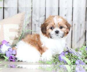 Shih Tzu Puppy for sale in MOUNT VERNON, OH, USA