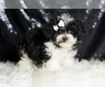 Small #1 Maltipoo
