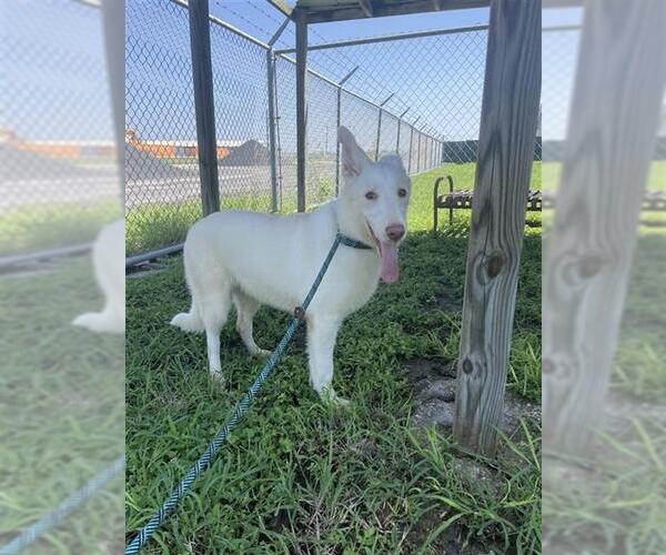 Medium Photo #2 Siberian Husky-Unknown Mix Puppy For Sale in Corpus Christi, TX, USA