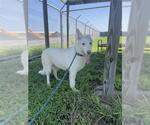 Small #1 Siberian Husky Mix