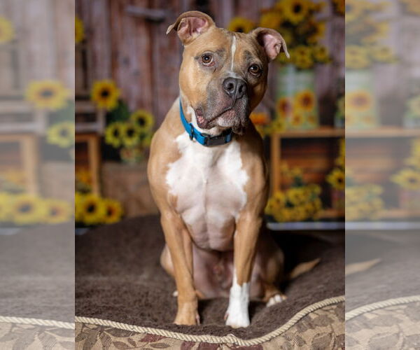 Medium Photo #4 Mutt Puppy For Sale in Munford, TN, USA