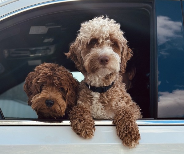 Medium Photo #10 Goldendoodle (Miniature) Puppy For Sale in GILBERT, AZ, USA