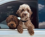 Small #9 Goldendoodle (Miniature)