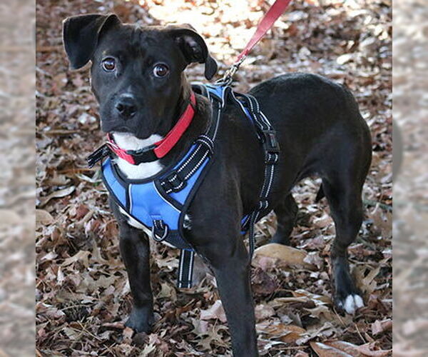 Medium Photo #2 Mutt Puppy For Sale in Lake Wylie, SC, USA