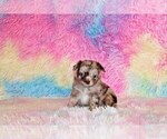 Small Photo #12 Chihuahua Puppy For Sale in CHARLESTON, AR, USA