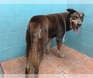 Dutch Shepherd -Unknown Mix Dogs for adoption in Downey, CA, USA