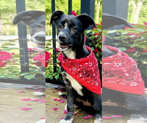 Medium Australian Shepherd Mix