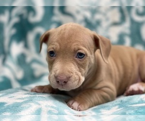 American Bully Puppy for sale in LAKELAND, FL, USA