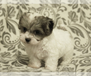 Havanese Puppy for sale in WOOSTER, OH, USA