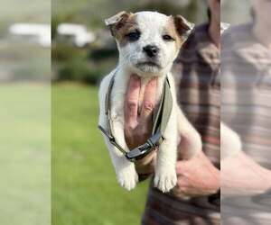 Mutt Dogs for adoption in Paso Robles, CA, USA