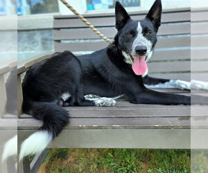 Border Collie-Unknown Mix Dogs for adoption in Long Beach, CA, USA