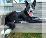 Small Border Collie Mix