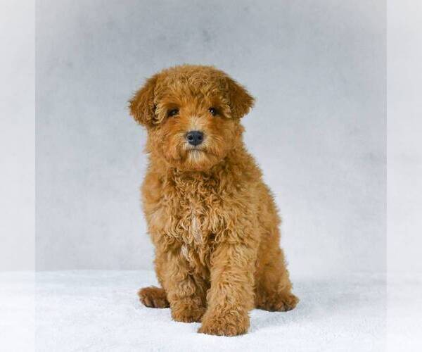 Medium Photo #4 Goldendoodle-Poodle (Miniature) Mix Puppy For Sale in DALTON, OH, USA