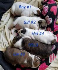 English Bulldogge Puppy for sale in GRAY COURT, SC, USA