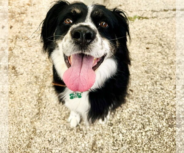 Medium Photo #13 Australian Shepherd-Unknown Mix Puppy For Sale in Houston, TX, USA
