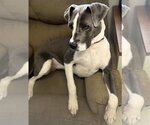 Small #8 American Pit Bull Terrier-Great Dane Mix