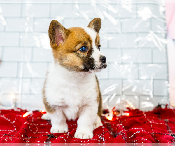 Medium Photo #18 Cardigan Welsh Corgi Puppy For Sale in WAKARUSA, IN, USA