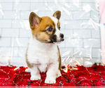 Small Photo #18 Cardigan Welsh Corgi Puppy For Sale in WAKARUSA, IN, USA