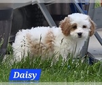Puppy Daisy Cavapoo