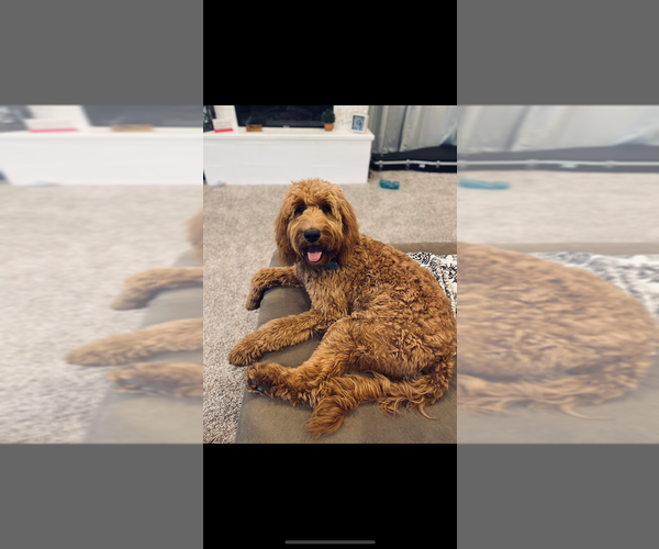 Medium Photo #1 Goldendoodle Puppy For Sale in ALMA, AR, USA