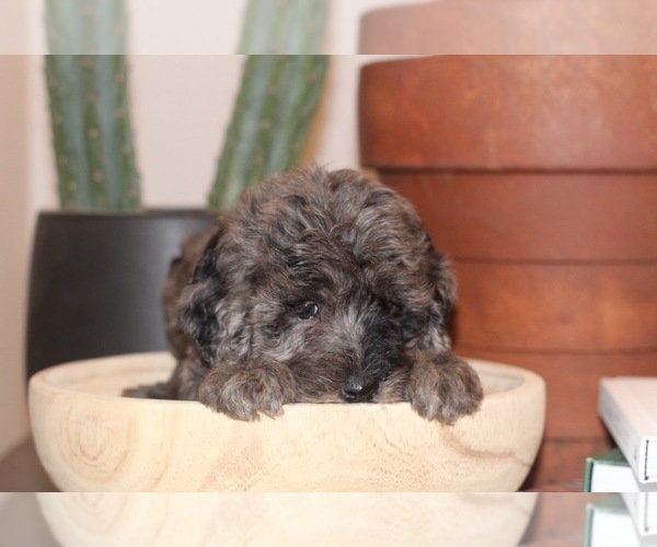 Medium Photo #1 Labradoodle Puppy For Sale in ARIEL, WA, USA