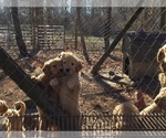 Small Photo #1 Golden Retriever Puppy For Sale in HICKORY, KY, USA
