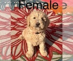 Puppy 1 Labradoodle-Poodle (Standard) Mix