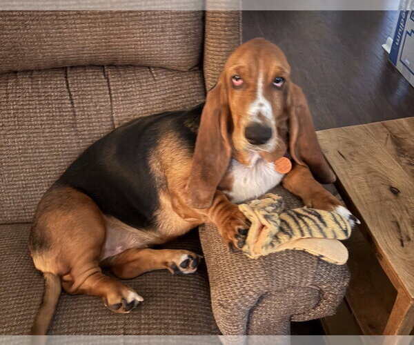 Medium Photo #2 Basset Hound Puppy For Sale in Brookville, OH, USA