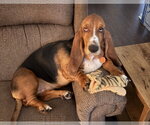 Small #1 Basset Hound