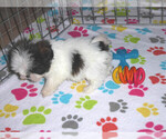 Small Photo #14 Shih Tzu Puppy For Sale in ORO VALLEY, AZ, USA